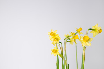 Bouquet of fresh yellow daffodils on neutral background. Minimalistic spring greeting card or invitation, Easter holiday concept. Copy space, floral banner - obrazy, fototapety, plakaty