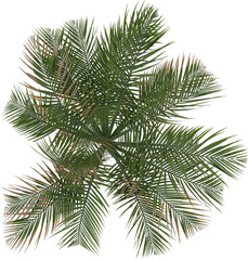 isolated 3D realistic architectural Palm tree top plan render silhouette