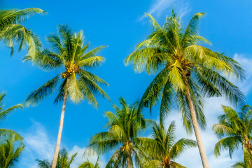 Obraz premium Rows of palm trees on blue cloudy sky