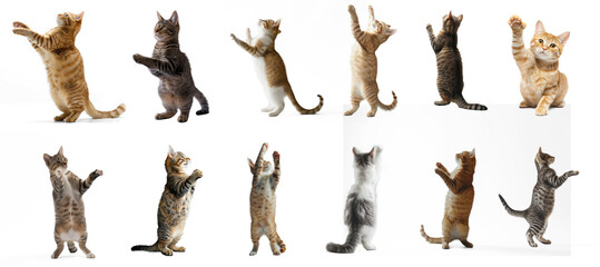 A cat stands up with two front paws up, full body on transparency background PSD
