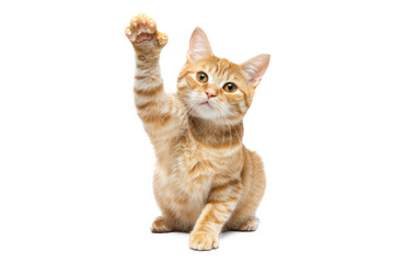 ginger cat sits with one front paw raised and looks at the camera on transparency background PSD
