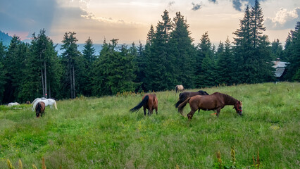 Obraz na płótnie Canvas Horseback riding in the carpathian landscape
