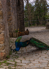 Pfau