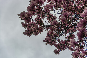 Magnolien