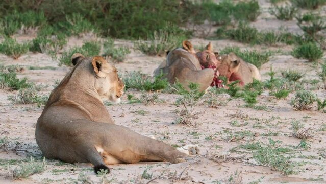 Lion Cubs Eating Bloody Meat With Lioness Lying Down In South Africa. Static Shot