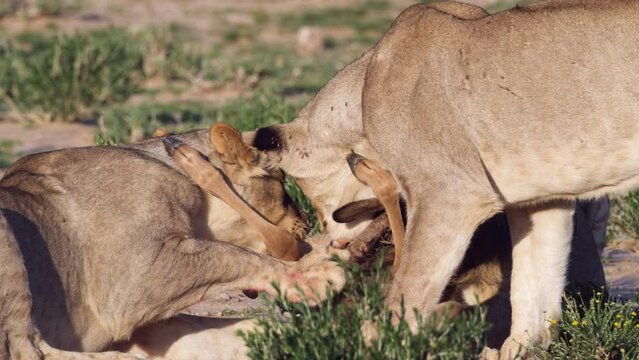 Lionesses Eat Bloody Meat Animal In The Wild Safari Park. Close-up Shot