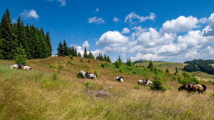 Obraz premium Horseback riding in the carpathian landscape