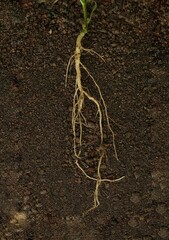Taproots system of a plant in the ground