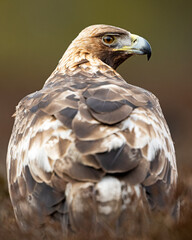 Golden eagle portrait, looking behind the back pose - 755443950