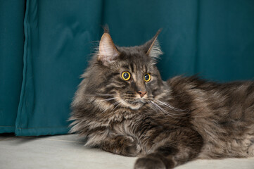 beautiful Maine Coon with yellow eyes on a green background 3