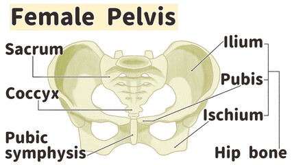 Female pelvis anatomy front view Labeled diagram PNG - obrazy, fototapety, plakaty