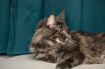 beautiful Maine Coon with yellow eyes on a green background 2