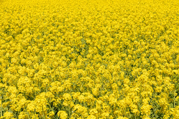 一面の菜の花