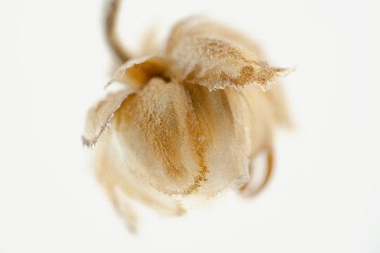 Dried beautiful romantic flower with branch in the middle on light backgtround macro