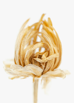 Dried beautiful romantic flower with branch single bud in the middle on light backgtround macro
