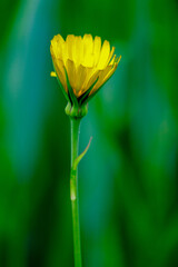 Jeune fleur jaune de pissenlit à peine ouverte