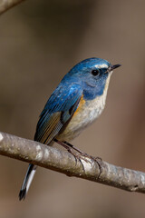 Red-flanked bluetail perching on the tree branch