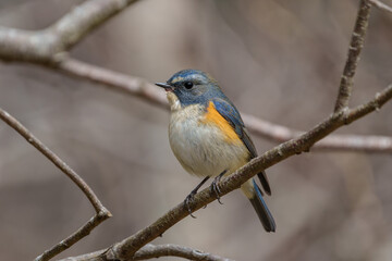Red-flanked bluetail perching on the tree branch