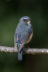 Red-flanked bluetail perching on the tree branch