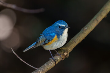Fototapeta premium Red-flanked bluetail perching on the tree branch