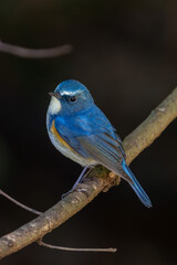 Red-flanked bluetail perching on the tree branch
