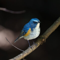 Red-flanked bluetail perching on the tree branch