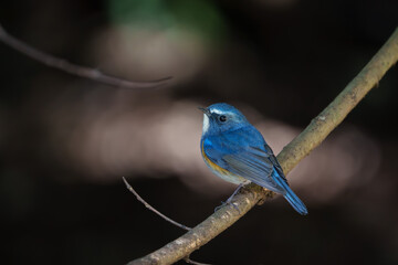 Red-flanked bluetail perching on the tree branch