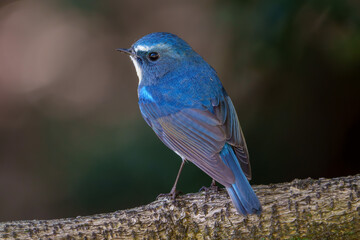 Red-flanked bluetail perching on the tree branch