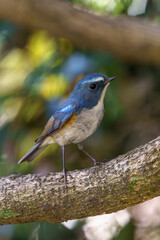 Fototapeta premium Red-flanked bluetail perching on the tree branch