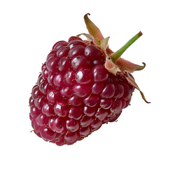 Fresh tayberry fruit isolated on white background