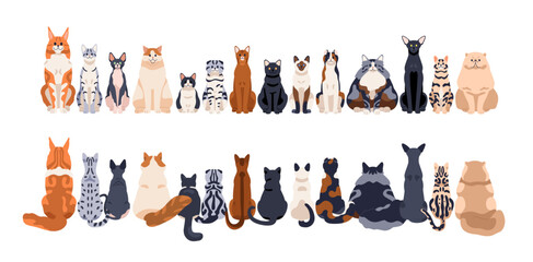 Cats row of different breeds, front and back rear views, tails. Cute feline animals sitting in line, horizontal border. Many kitties, pussycats. Flat vector illustration isolated on white background - obrazy, fototapety, plakaty