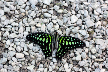 Papillon noir et- vert