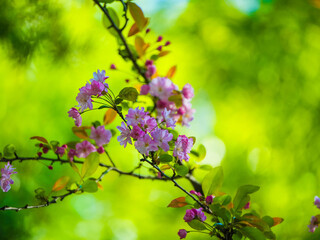 Malus halliana blooms in spring