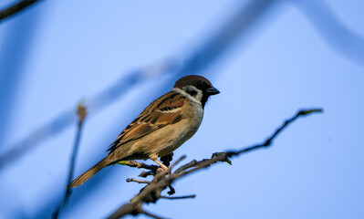 sparrow on a branch