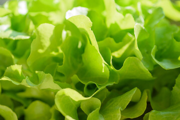 Fresh salad greens for healthy spring meals
