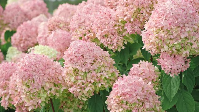 Hydrangea paniculata and conifer. Beautiful Garden path made of natural stones, gravel. Huge landscaping trend. Lawn, shrubbery in the backyard. Scenic of nice landscaped. Walkway. Green home design	
