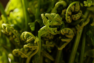 Asian Edible fern or fiddlehead fern from local farmer market, Healthy Leaf vegetable in spring...