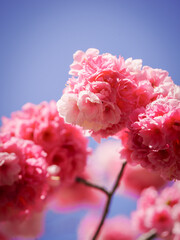 pink cherry blossom