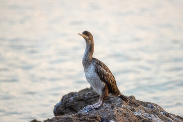 Great cormorant bird (Phalacrocorax carbo) on a stone at Mediterranean seacoast in sunset light, wild animal in nature, natural outdoor background - 755451589