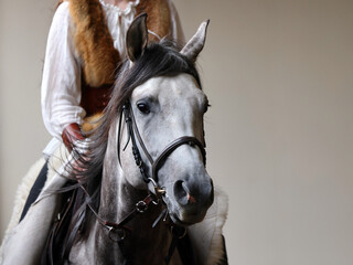 Performance grey andalusian horse portrait in stable background