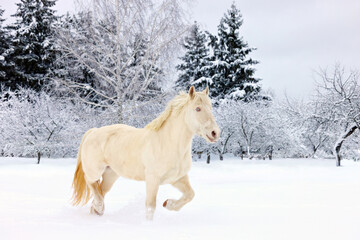 Heavy draft horse stallion runs trot in winter evening ranch