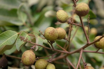 closeup longan fruit