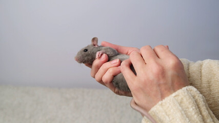 Gray rat in the hands.