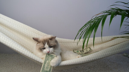 Cat and dollars. Rich cat.