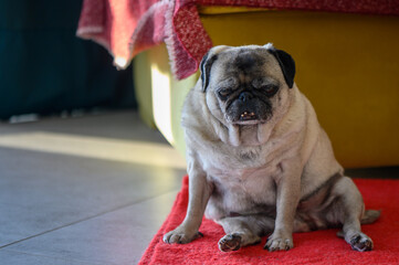 Senior pug resting at home 5