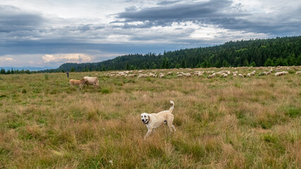 Sheep dogs in the Carpathian Mountains in Romania