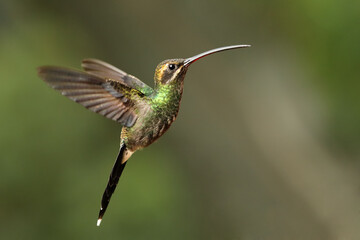 White whiskered hermit (phaethornis yaruqui) fyling with open wings in the tropical rainforest with green background