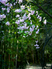 Malus halliana blooms in spring
