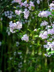 Malus halliana blooms in spring