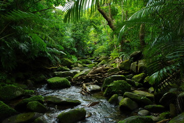 沖縄県西表島　小川が流れる森の中